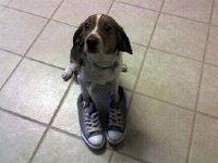 Chucks At Work  Chuckpuppy! Like mother like son!